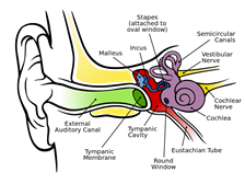 tinnitus treatment what causes tinnitus p02